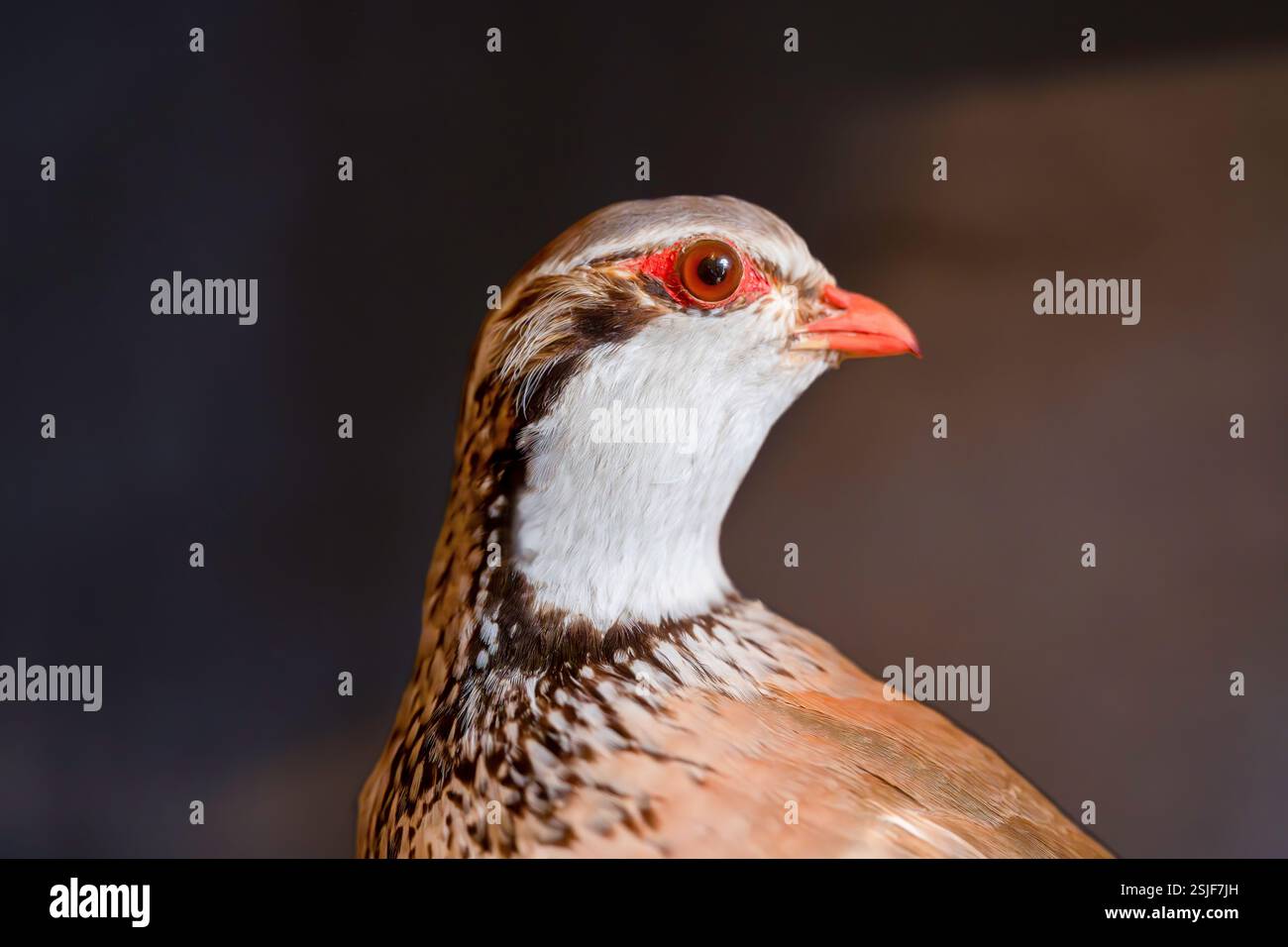Primo piano di un Taxidermy Partridge con occhi rossi e piume dettagliate in Studio Lighting Foto Stock