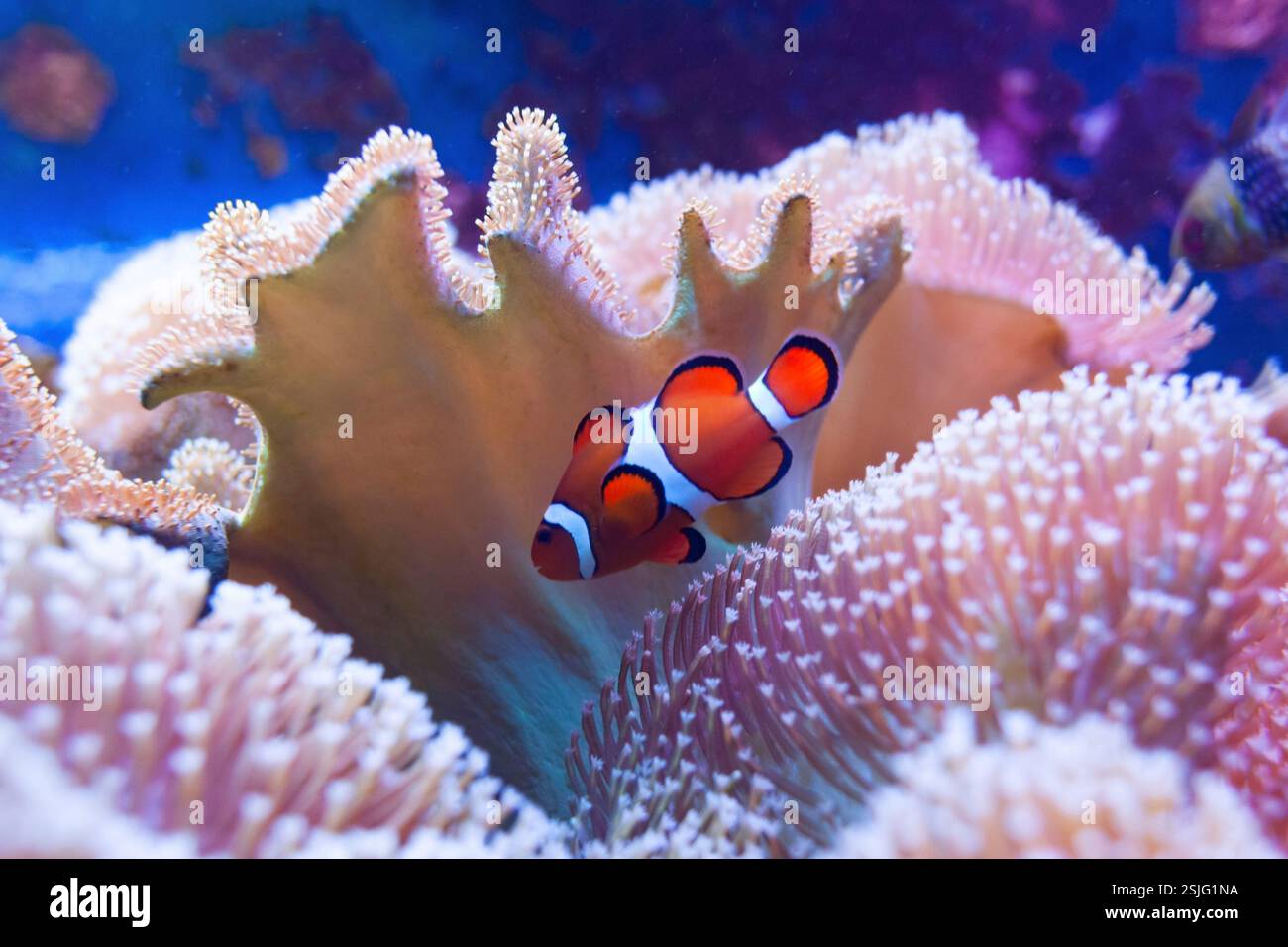 Il pagliaccio pesci che nuotano in coralli.Il mondo sottomarino di mari tropicali. Foto Stock