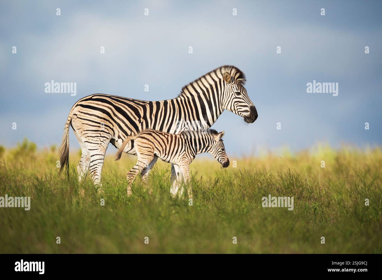 Sudafrica, Africa, Provincia del Capo Orientale, Parco Nazionale degli Elefanti di Addo, Zebre (Equus burchellii) Foto Stock
