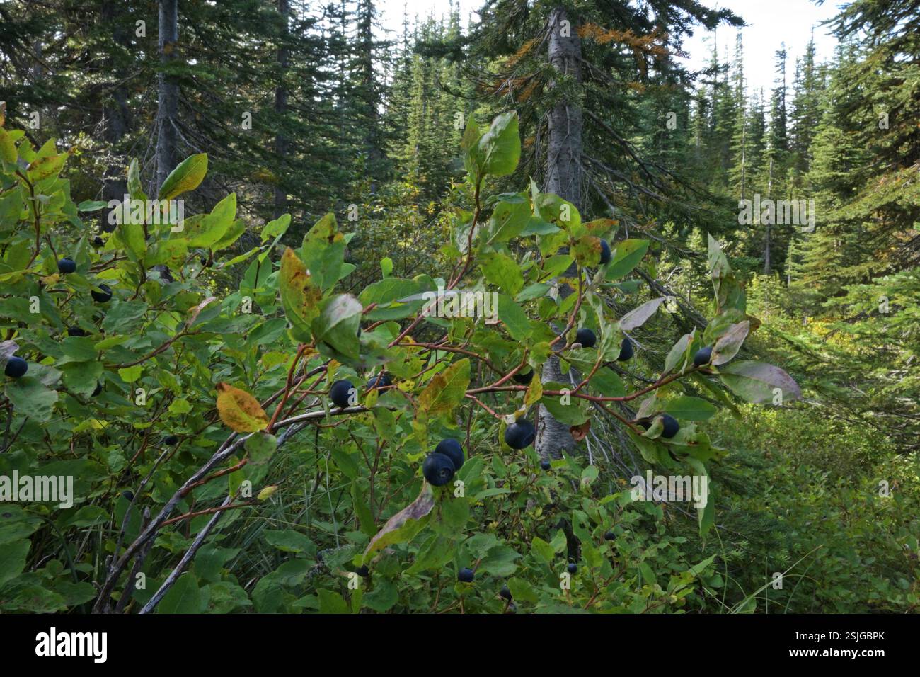 Uucchleberry comune (Vaccinium membranaceum) in estate. Foresta nazionale di Kootenai nelle Purcell Mountains, nel nord-ovest del Montana. Foto Stock