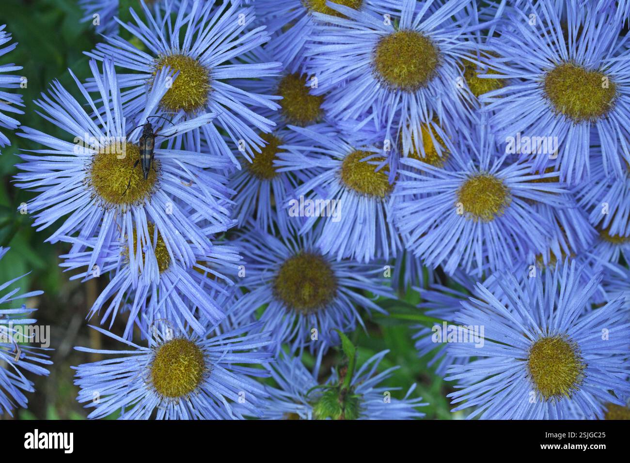 Aspen Fleabane (Erigeron speciosus) e coleottero. Purcell Range, Montana nord-occidentale. Foto Stock