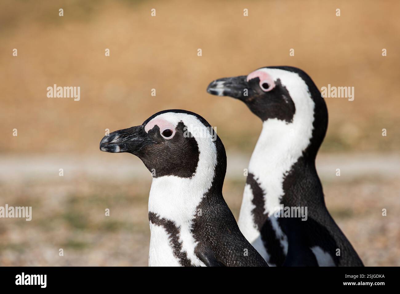 Africa, pinguini africani (Spheniscus demersus), specie minacciate di estinzione - Redlist IUCN, Overberg, Sudafrica, riserva naturale di Stony Point, Provincia del Capo occidentale Foto Stock