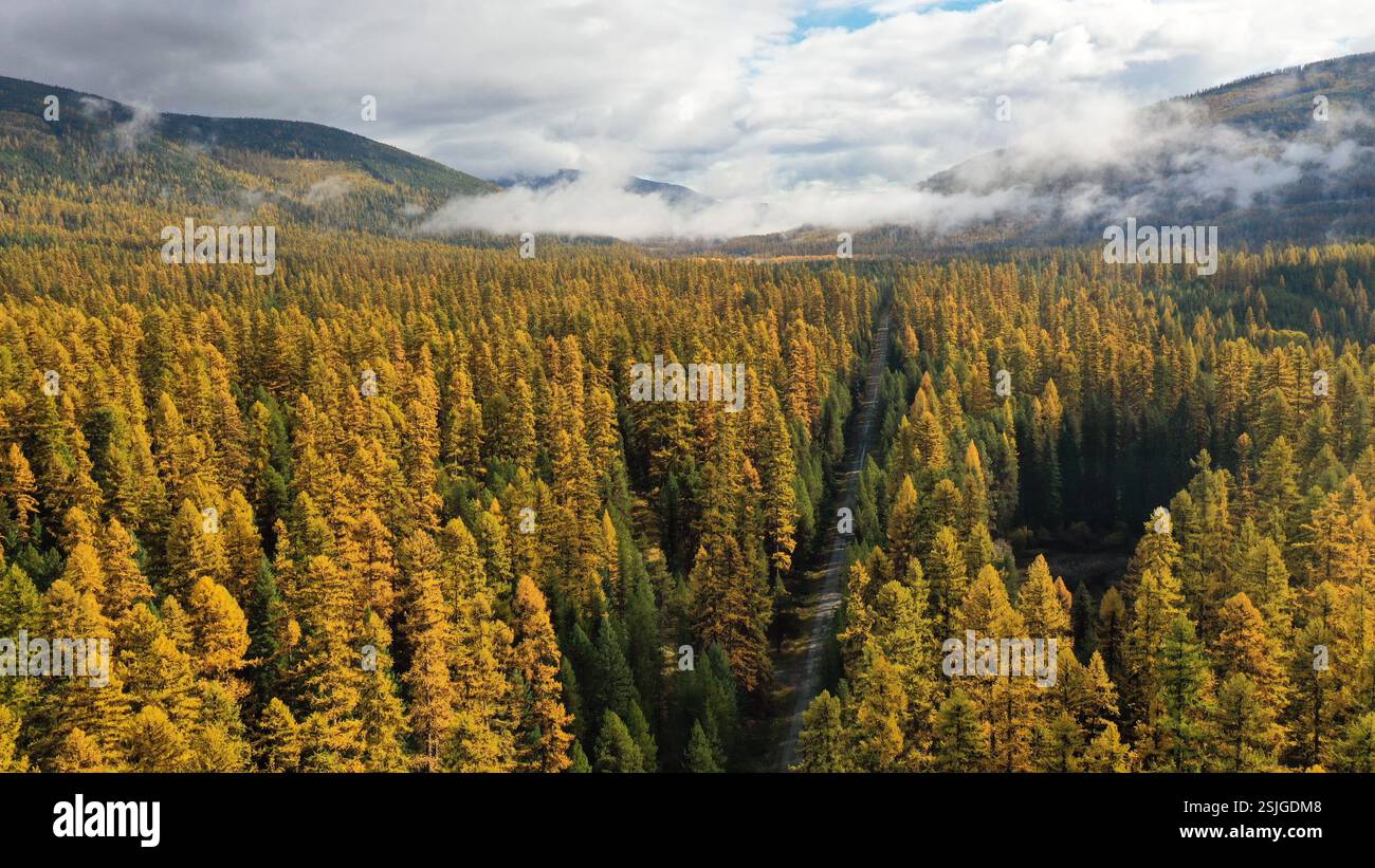 Vista aerea della vecchia foresta di larici occidentali in autunno. Upper Yaak Valley, Montana nord-occidentale. Foto Stock
