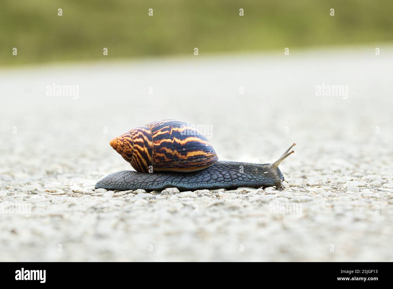 Giant African Land Snail Crossing Road, Addo Elephant National Park, Sudafrica Foto Stock