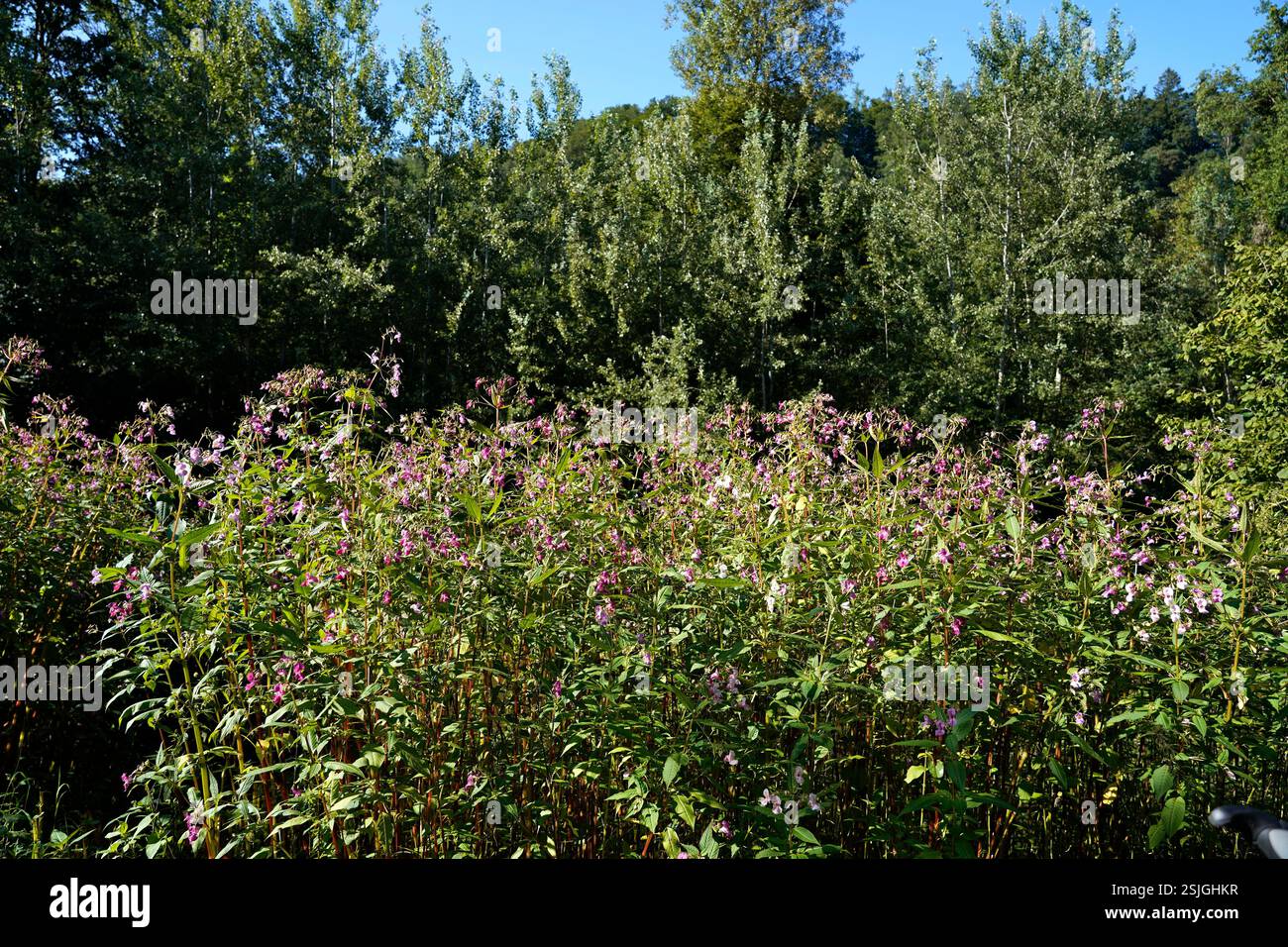 Germania, Baviera, alta Baviera, distretto di Altötting, margine forestale, balsamo himalayano, Impatiens glandulifera Foto Stock