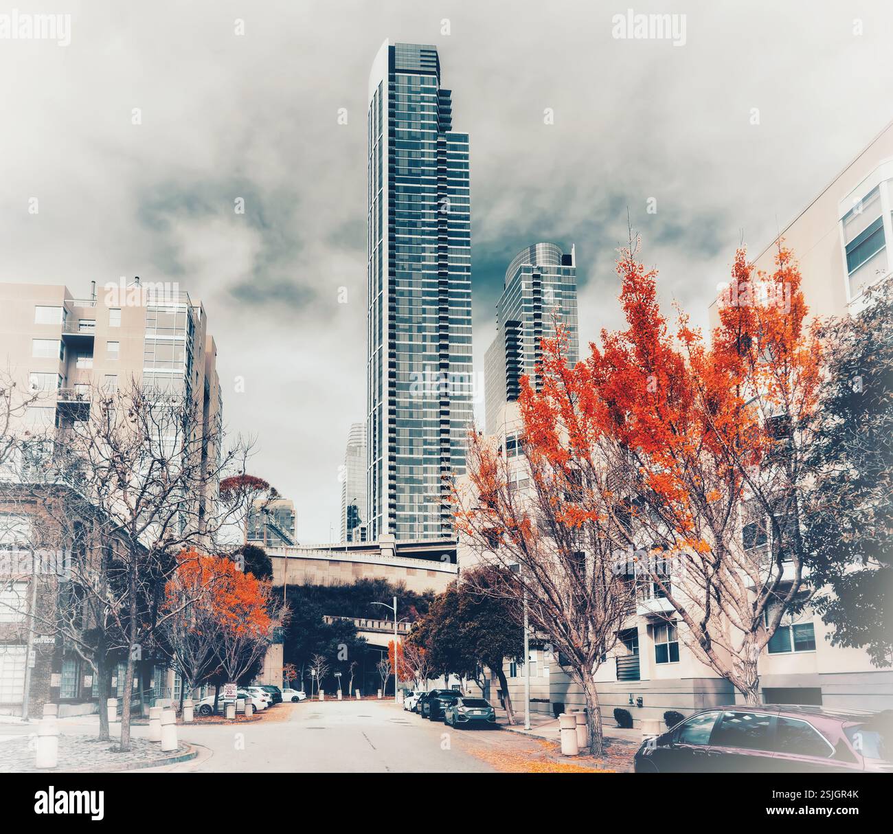 Una strada di San Francisco fiancheggiata da alti edifici e' adornata da vibranti alberi gialli di gingko, creando una pittoresca scena autunnale. Foto Stock