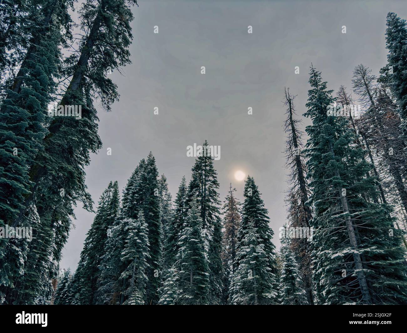 Una vista ad angolo basso di una fitta foresta, che mostra alti alberi sempreverdi con rami polverosi di neve. Il sole splende brillantemente attraverso la tettoia. Foto Stock