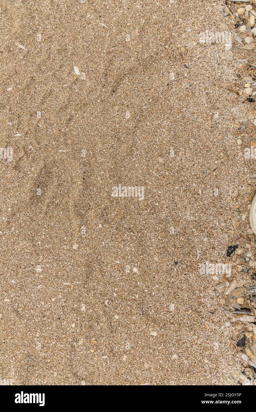 Vista dall'alto della sabbia granulosa con cozze e molluschi sulla spiaggia di Lakolk, Römö, Danimarca Foto Stock