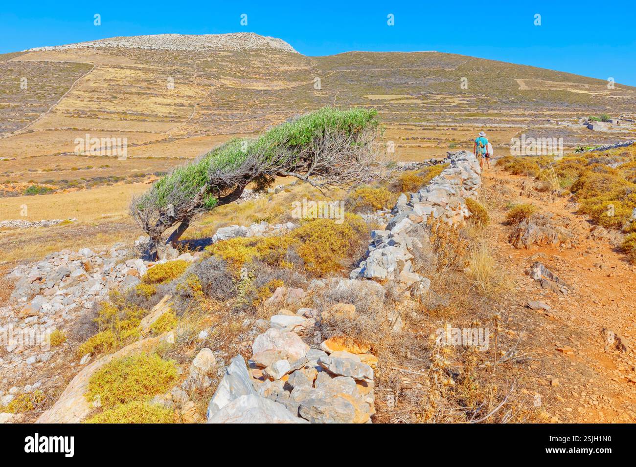 Albero solitario modellato dai forti venti dell'isola di Folegrandos, isola di Folegandros, isole Cicladi, Grecia Foto Stock