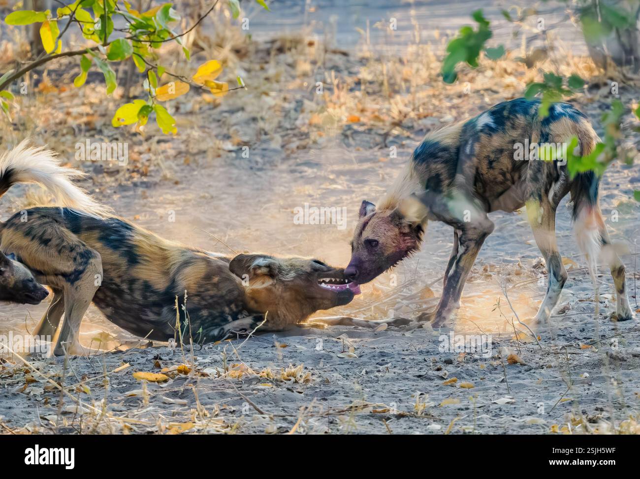 Saluto del cane selvatico africano (Lycaon pictus) Foto Stock