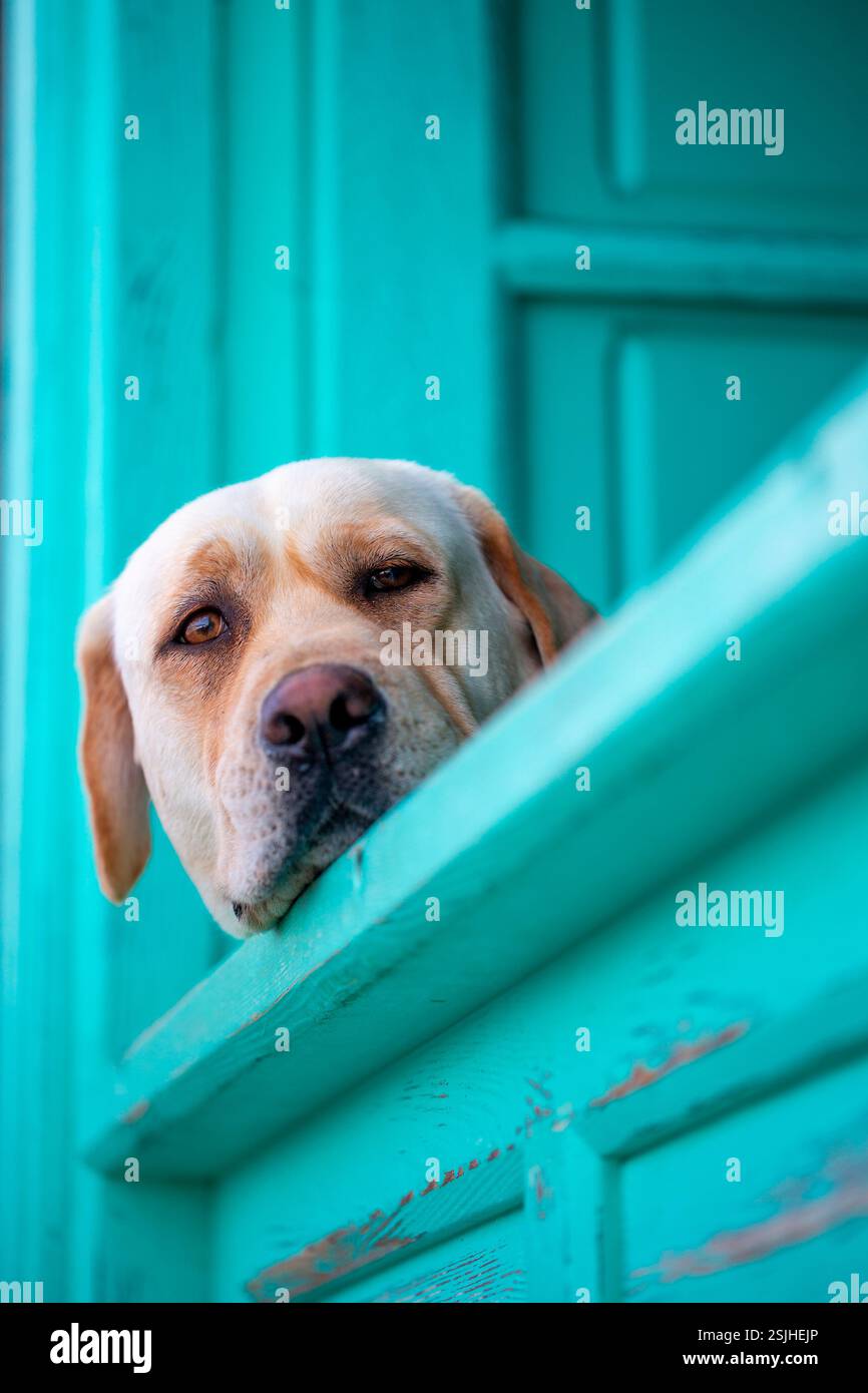 Cane che guarda fuori da una finestra con persiane turchesi Foto Stock