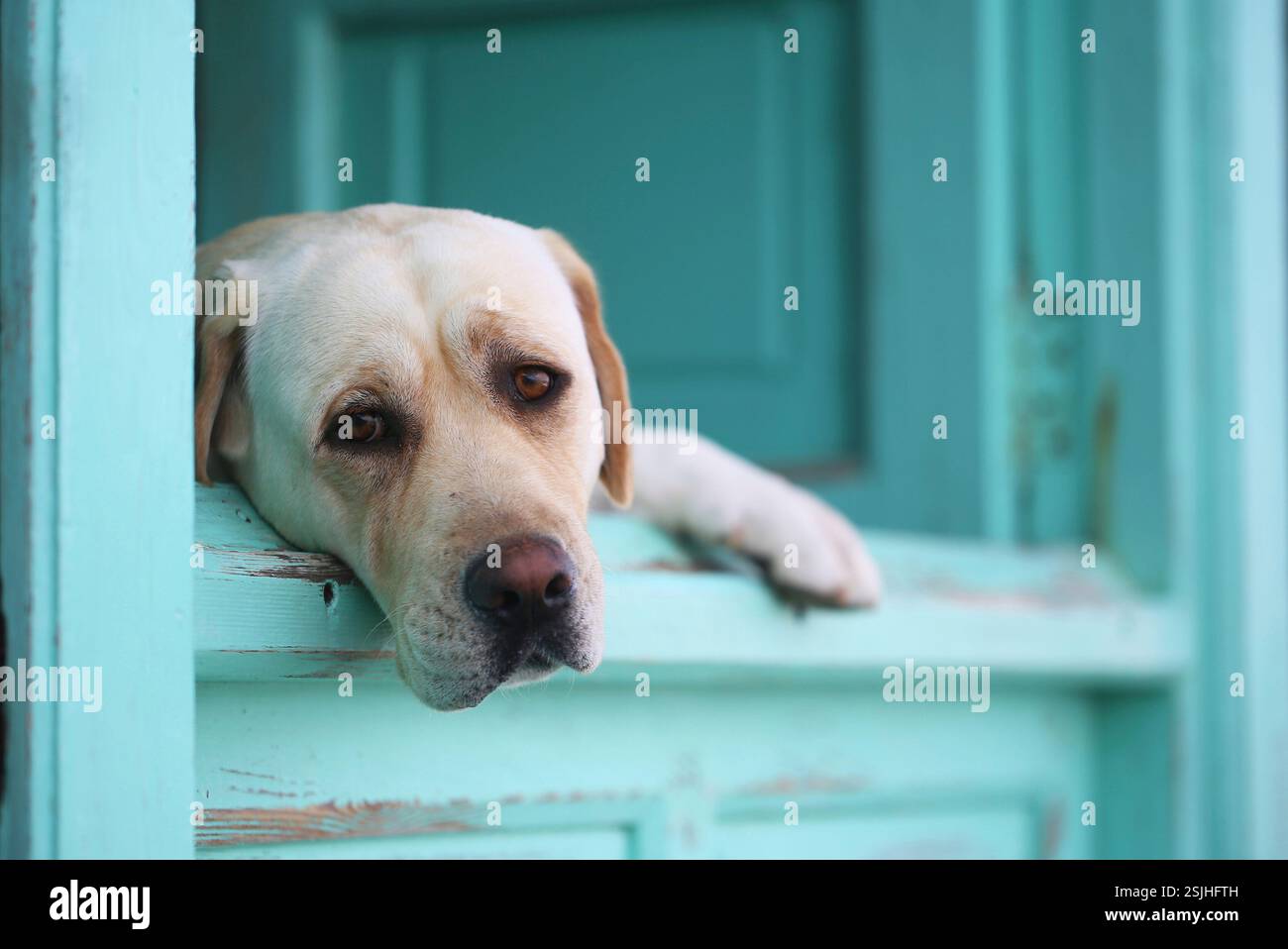 Cane che guarda fuori da una finestra con cornice e persiane turchesi a Tenerife Foto Stock
