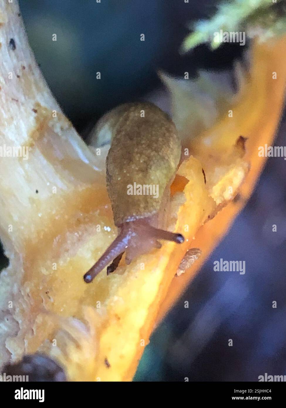 Lumache contagocce (Prophysaon), Mollusca, Spencer Butte Park, Eugene, OR, NOI Foto Stock