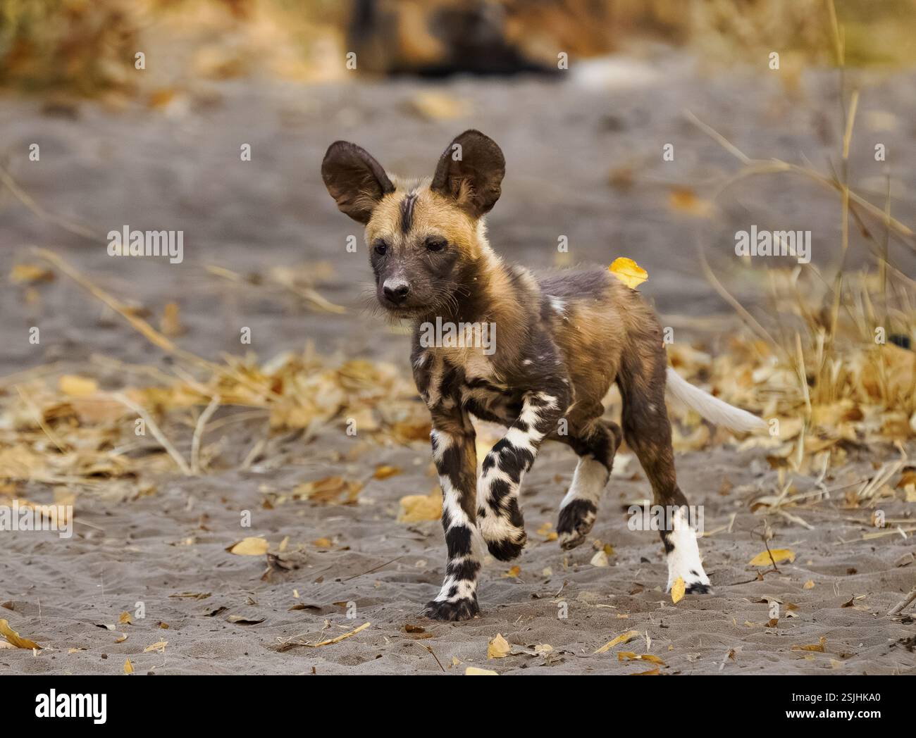 Cucciolo di cane selvatico africano (Lycaon pictus) Foto Stock