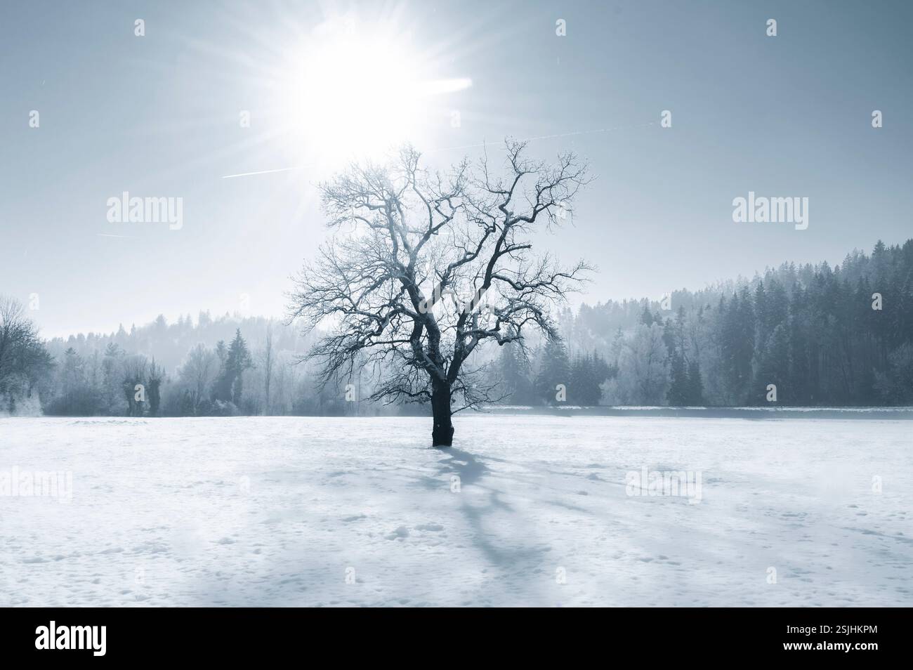 In piedi da soli su un prato innevato in una luminosa e splendida giornata invernale Foto Stock