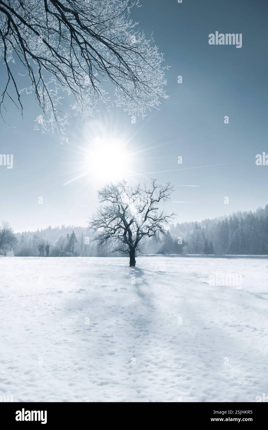 In piedi da soli su un prato innevato in una luminosa e splendida giornata invernale Foto Stock