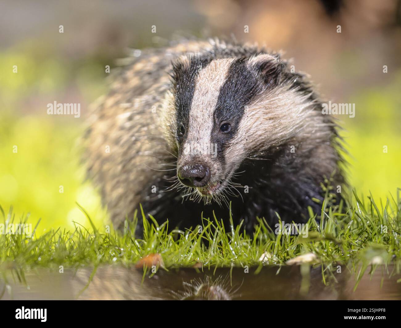 European Badger (Meles meles) camminare nella foresta di notte. Drenthe, Paesi Bassi. Fauna selvatica scena della natura in Europa. Foto Stock