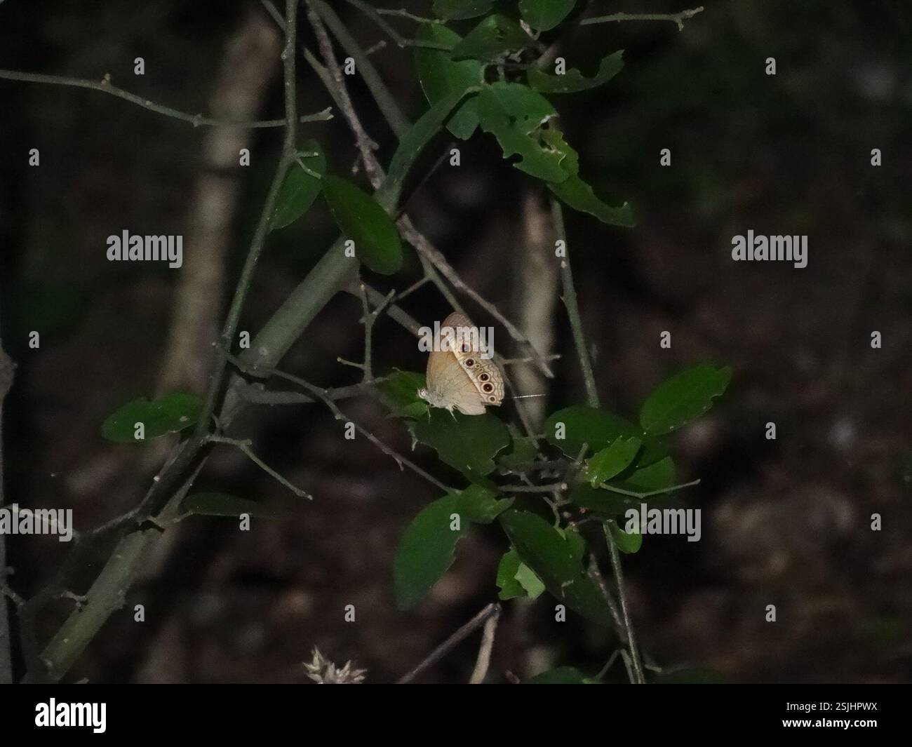 Orange Bushbrown (Mycalesis Terminus), Insecta, Townsville QLD, Australia Foto Stock