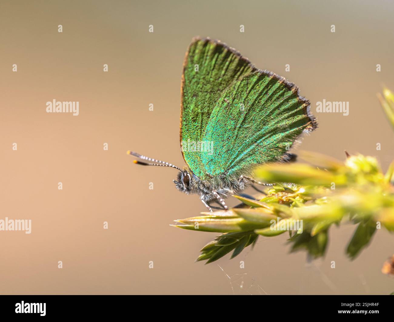 Farfalla verde hairstreak (Callophrys rubi) poggiante su foglia verde con fondo verde. Fauna selvatica scena della natura in Europa. Foto Stock