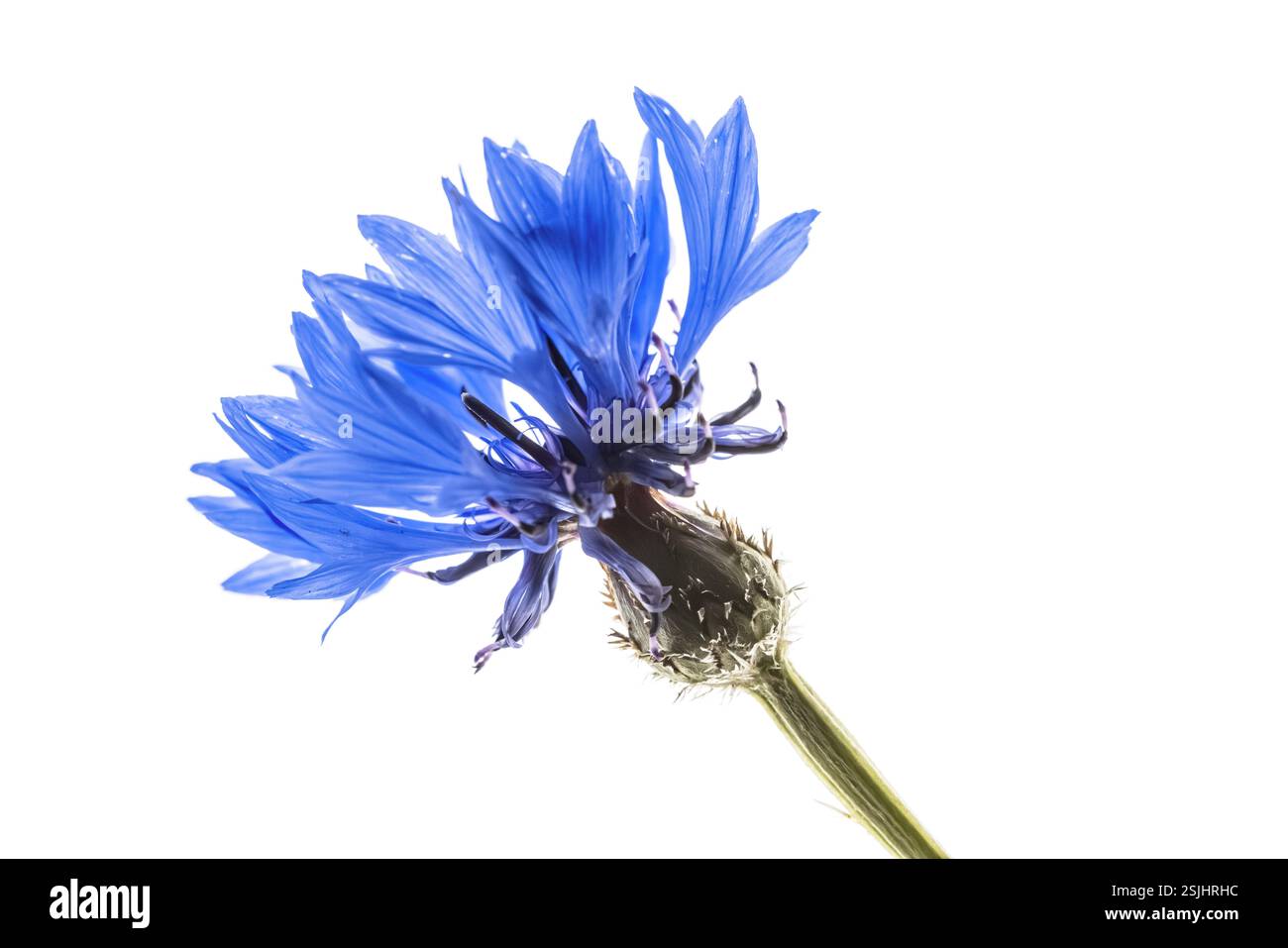 Fiordaliso o bottone di Bachelor (Centaurea cyanus) fiore blu su sfondo bianco. Scenario botanico della natura in Europa. Foto Stock