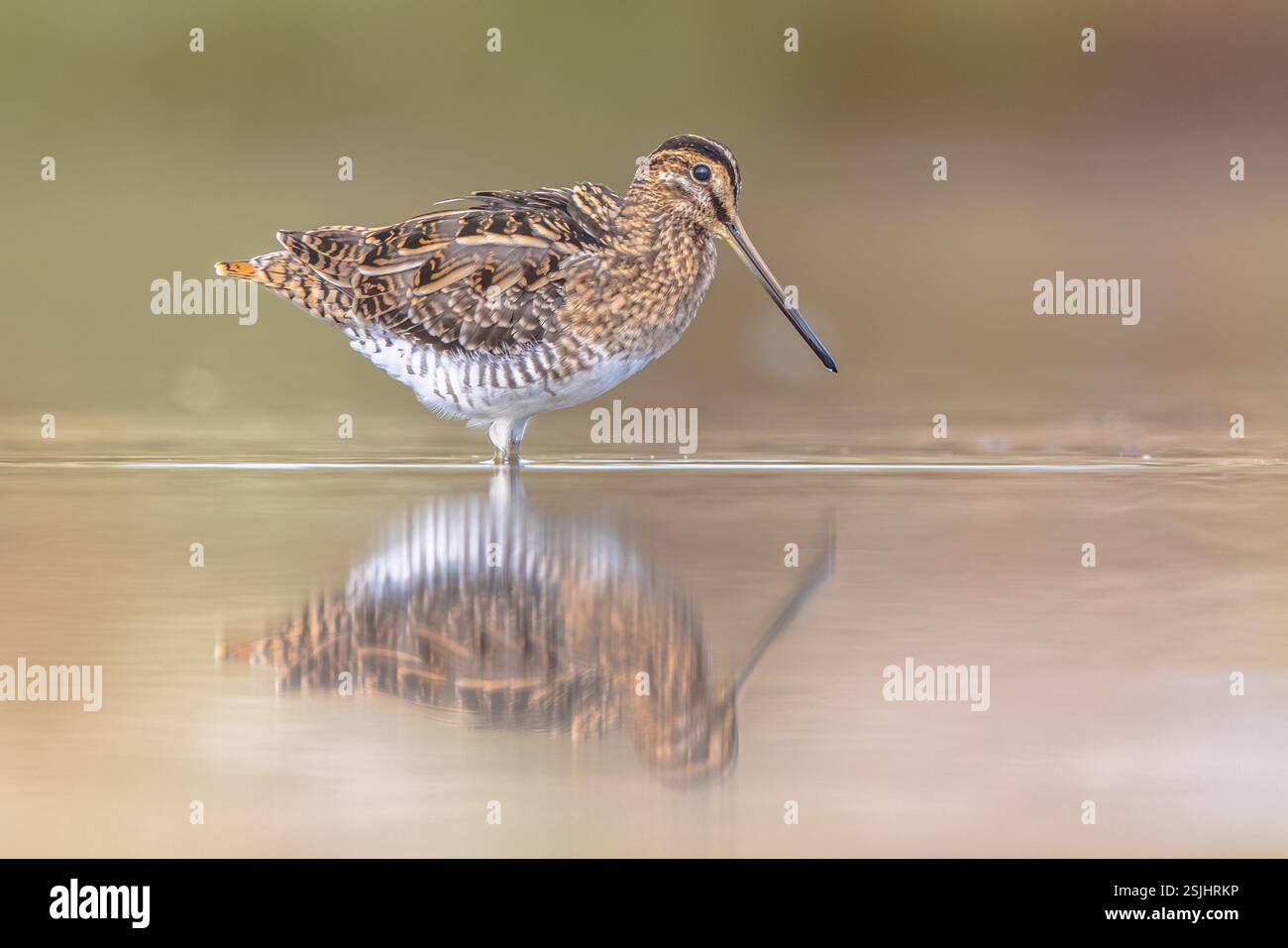 Lo snipe comune (Gallinago gallinago) è un piccolo uccello stocky wader nativo del Vecchio mondo. Gli habitat di allevamento sono paludi, paludi, tundra e prati umidi Foto Stock
