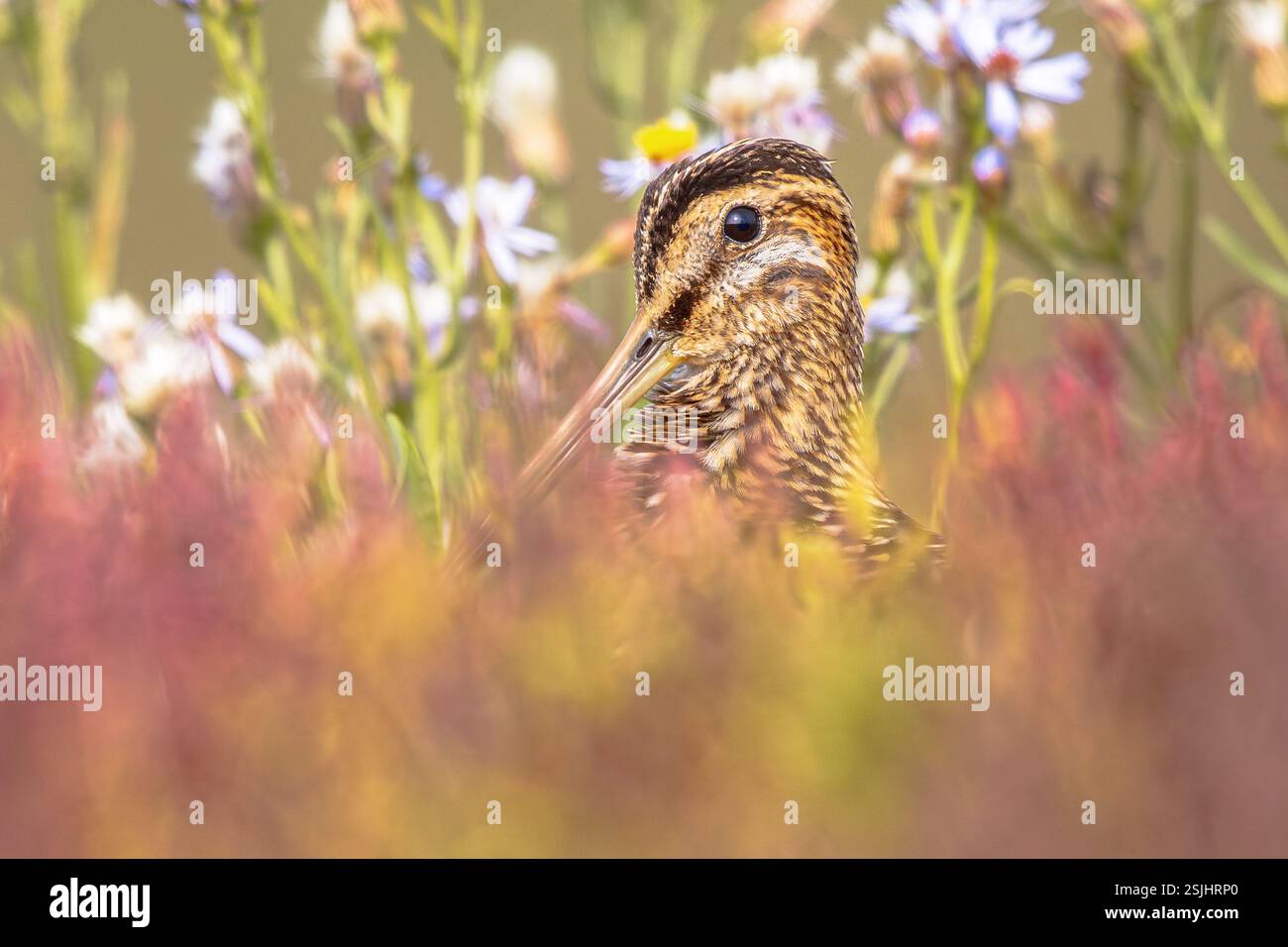 Lo snipe comune (Gallinago gallinago) è un piccolo uccello stocky wader nativo del Vecchio mondo. Gli habitat di allevamento sono paludi, paludi, tundra e prati umidi Foto Stock