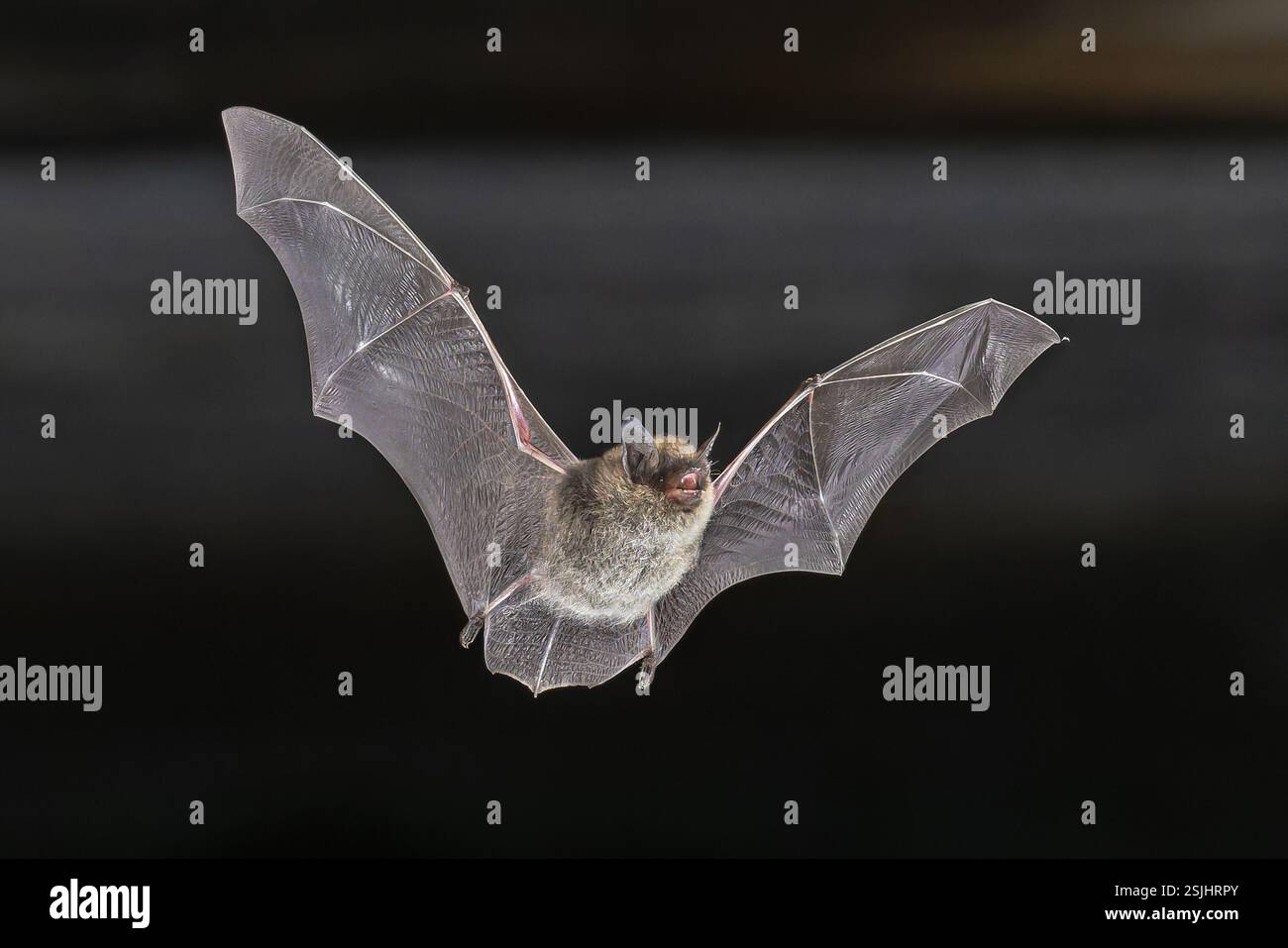 Pipistrello Whiskered (Myotis mystacinus) che vola a mezz'aria in ambiente naturale. Scenario naturalistico della natura in Europa. Foto Stock