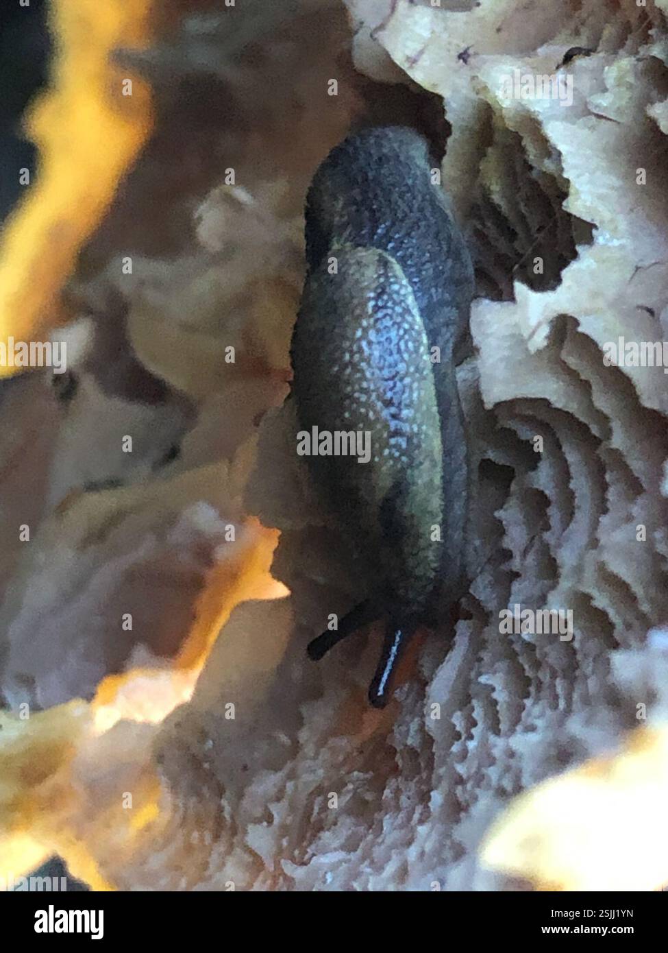 Lumache contagocce (Prophysaon), Mollusca, Spencer Butte Park, Eugene, OR, NOI Foto Stock