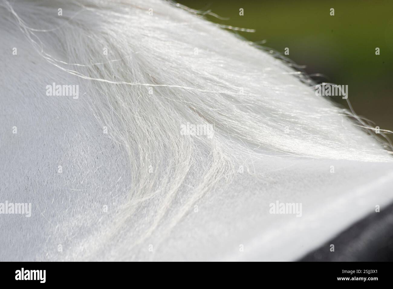 Dettagli di bellissimi peli di criniera al garrese della femmina adulta zingara Vanner Horse mare Foto Stock
