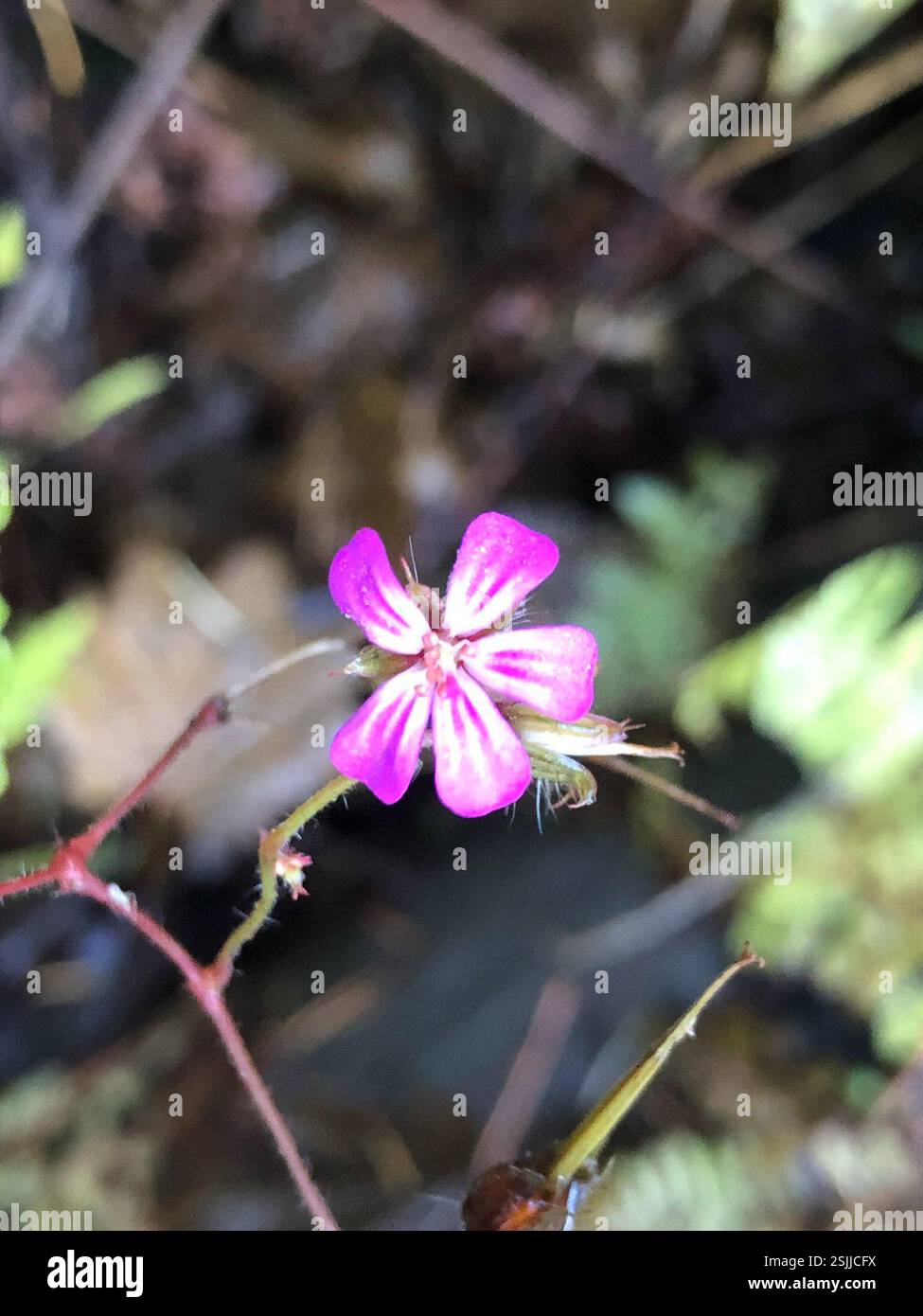 Herb Robert (Geranium robertianum), Plantae, Spencer Butte Park, Eugene, OR, NOI Foto Stock