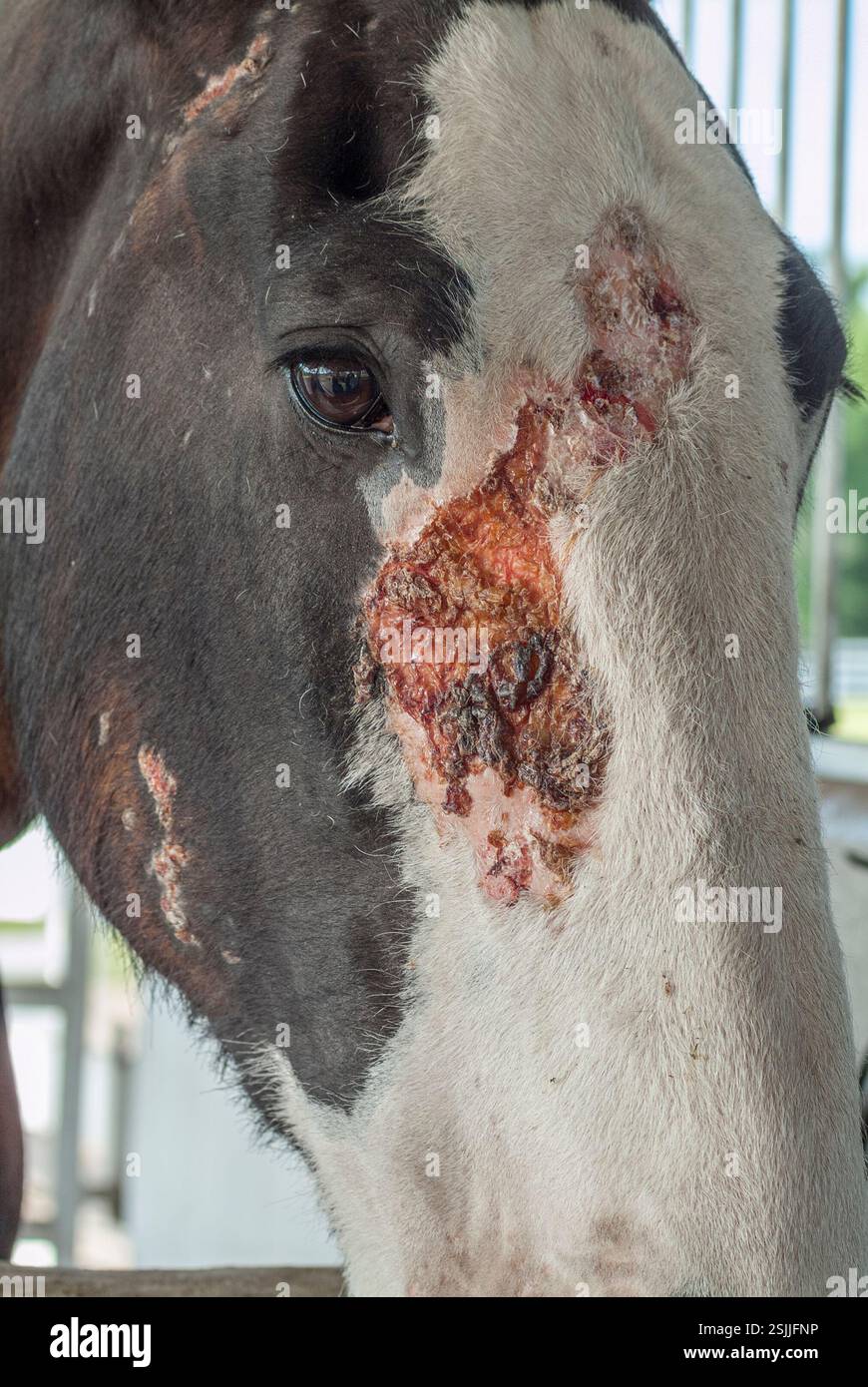 Cavallo con malattia cronica della pelle ferita. Foto Stock