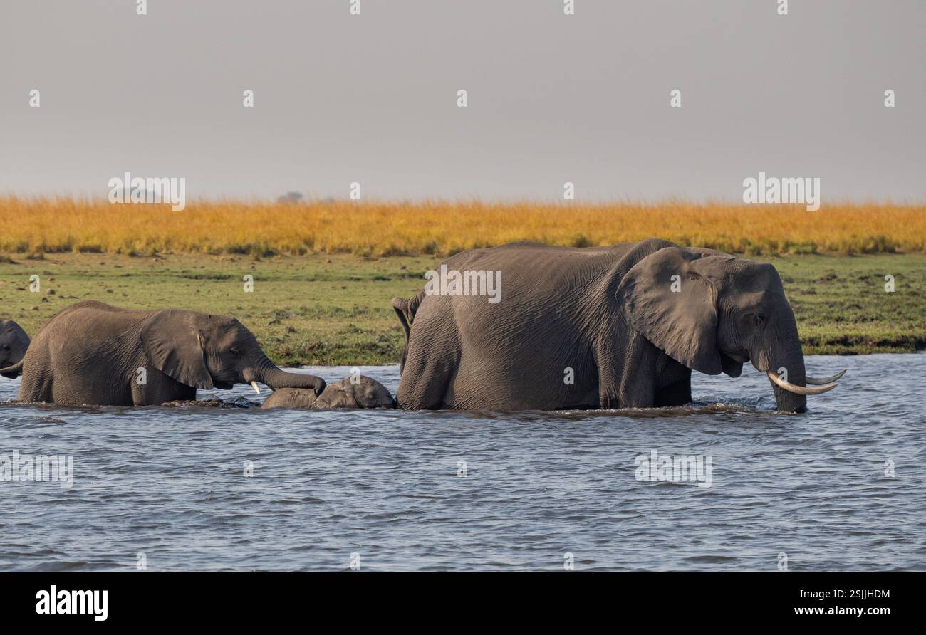 Famiglia di elefanti africani (Loxodonta africana) che attraversa il fiume Chobe Foto Stock