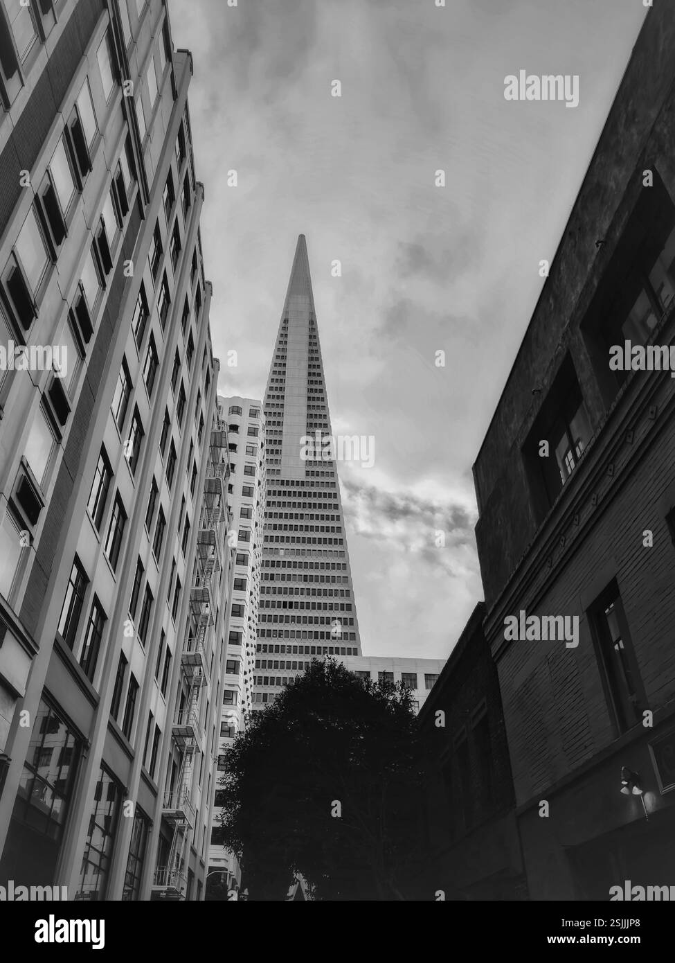 Uno scatto ad angolo basso cattura l'iconica Piramide Transamerica di San Francisco, che torreggia sugli edifici circostanti. Foto Stock