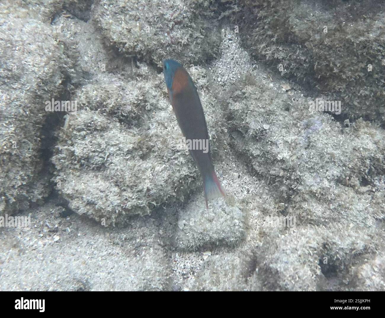 Saddle Wrasse (Thalassoma duperrey), Actinopterygii, Oahu, East Honolulu, HI, NOI Foto Stock