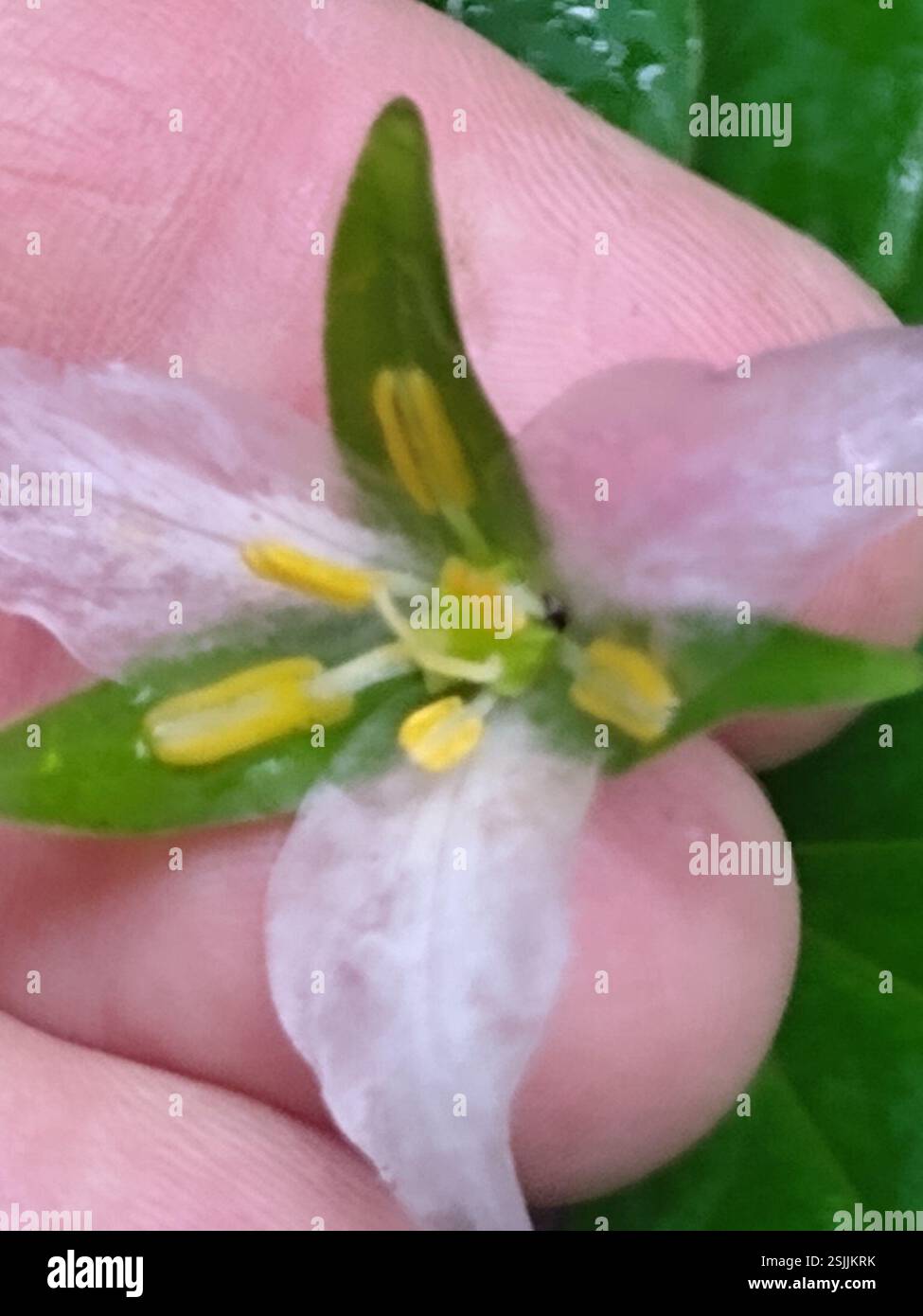 Pacific trillium (Trillium ovatum), Plantae, Armstrong Redwoods State Reserve, Sonoma County, US-CA, US Foto Stock