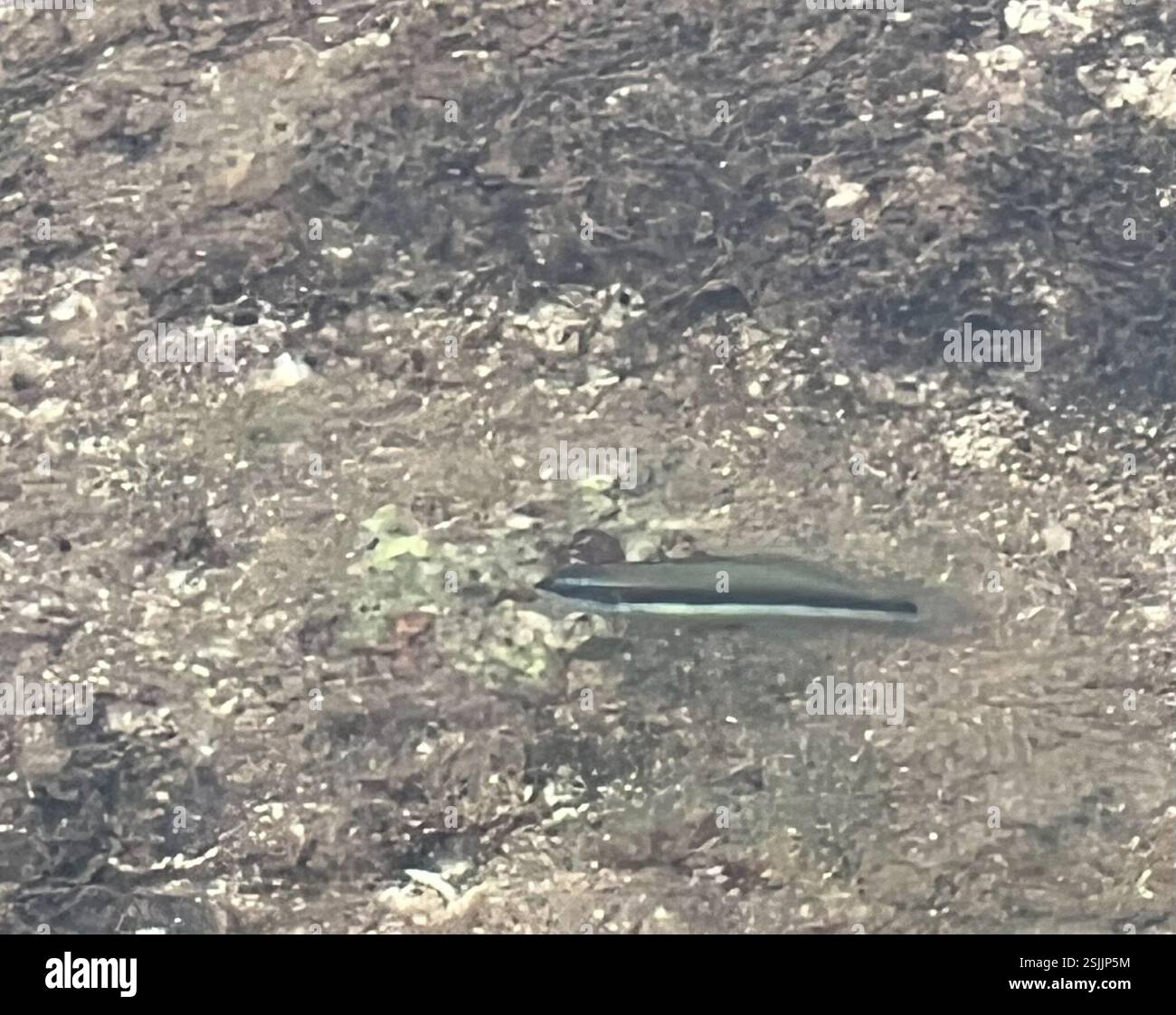 Seaddle Wrasse (Thalassoma duperrey), Actinopterygii, Anianikū Cove, Kapolei, HI, NOI Foto Stock