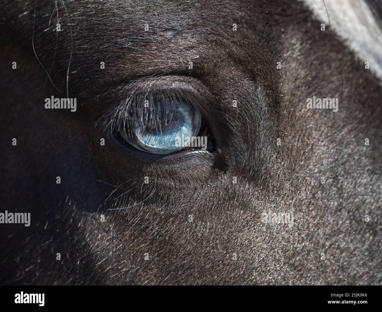 Dettaglio dell'occhio blu cristallo sul cappotto nero del cavallo Gypsy Vanner femmina adulta Foto Stock
