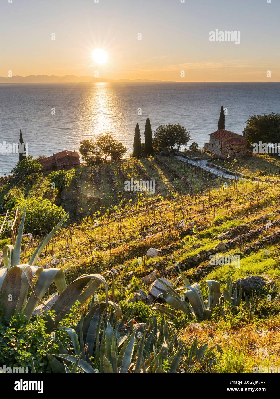 Vigneti sulla costa occidentale dell'isola d'Elba, Toscana, Italia Foto Stock