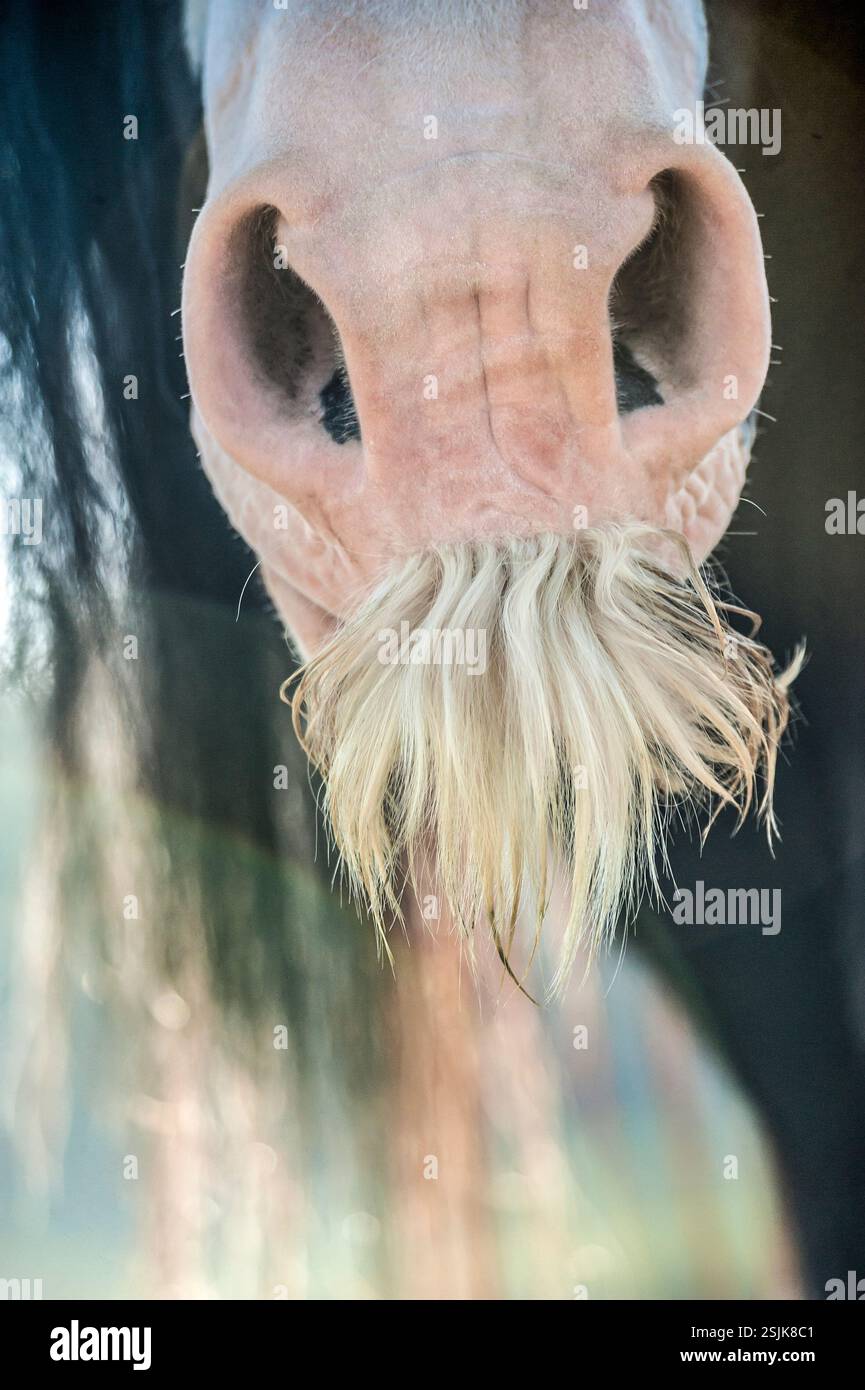 Dettaglio ravvicinato di eccezionali baffi di stallone adulti Gypsy Vanner Horse Foto Stock