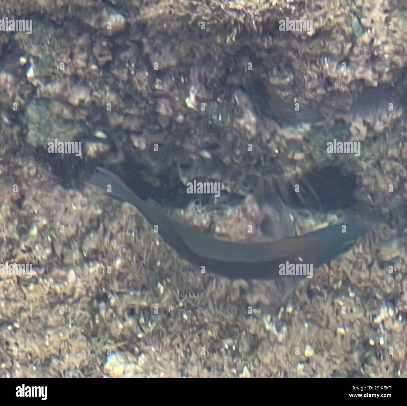 Saddle Wrasse (Thalassoma duperrey), Actinopterygii, Anianikū Cove, 'Ewa, HI, NOI Foto Stock