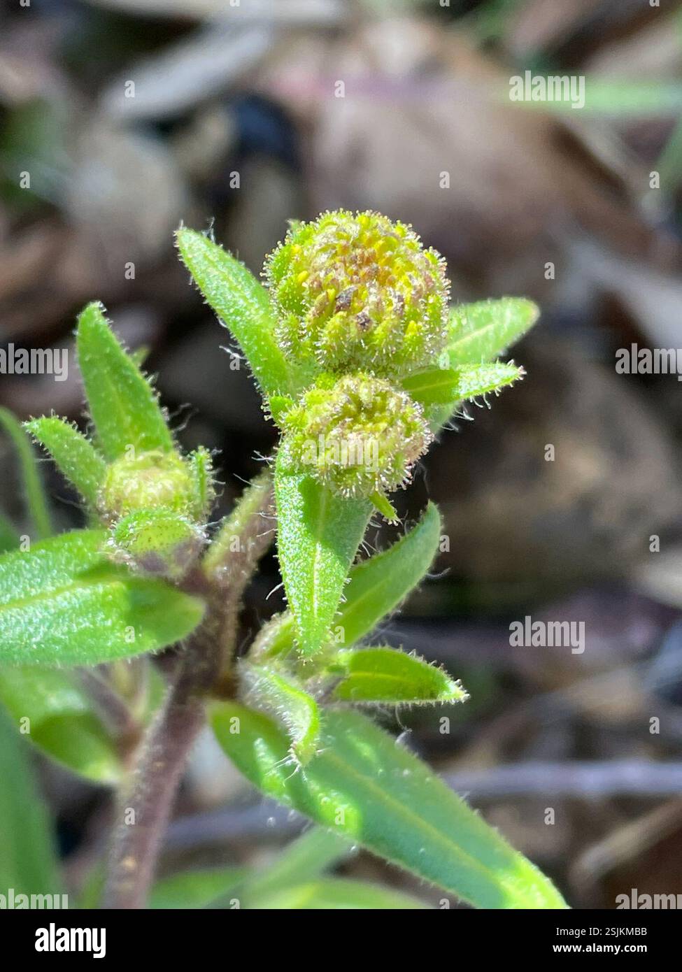 Woodland madia (Anisocarpus madioides), Plantae, Julia Pfeiffer Burns State Park, Big Sur, CALIFORNIA, USA, Tarweed Growing at elev. 2000 m nel bosco di tanak vicino alla costa. Woodland Madia (Anisocarpus madioides) alias Woodland Tarweed. Pianta autoctona, perenne, ghiandolare, poco ramificata che cresce in boschi umidi, semi-ombreggiati, di conifere o misti. Le foglie basali sono una rosetta di pelosa grossolana, leggermente dentata, lunga 5-10 cm con punte acute. Le foglie di Cauline sono opposte verso la base della pianta, ma si alternano verso la parte superiore. L'infiorescenza si trova sulla punta di ogni ramo. I boccioli sono arrotondati e. Foto Stock