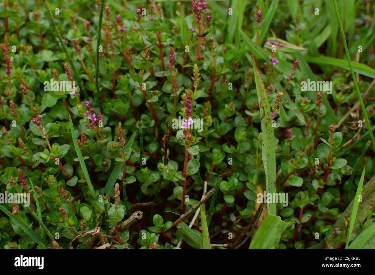 Tazza da denti a foglia rotonda (Rotala rotundifolia), Plantae, 中国贵州省黔南布依族苗族自治州龙里县 Foto Stock