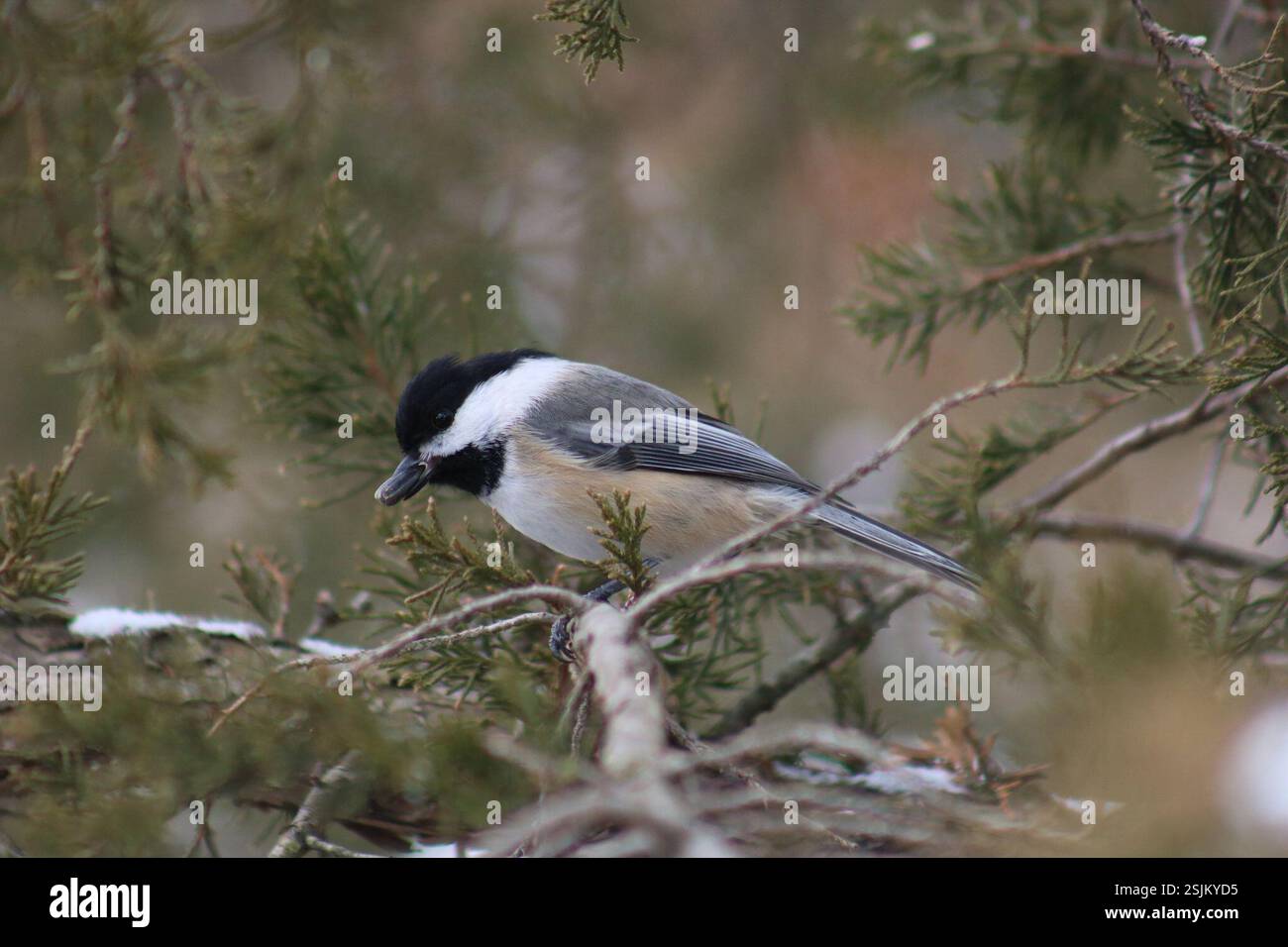 Black-Capped Chickadee (Poecile atricapillus), Aves, Lambton County, ON, Canada Foto Stock Black-Capped Chickadee (Poecile atricapillus), Aves, Lambton County, ON, Canada Foto Stock