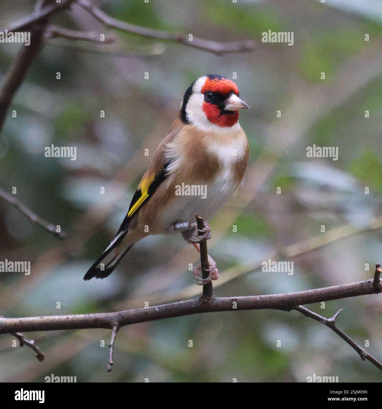 Cardellino (Carduelis carduelis) Foto Stock