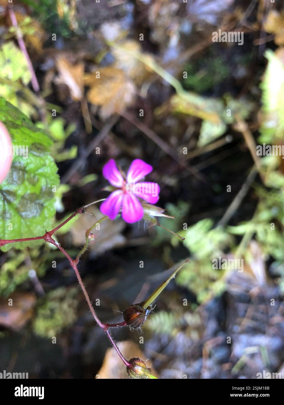 Herb Robert (Geranium robertianum), Plantae, Spencer Butte Park, Eugene, OR, NOI Foto Stock