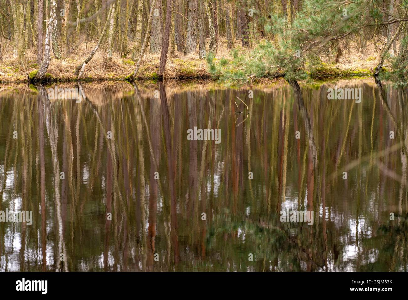 Il lago di brughiera nella riserva naturale Ribnitzer Großes Moor vicino a Graal-Müritz, Meclemburgo-Pomerania occidentale, Germania Foto Stock