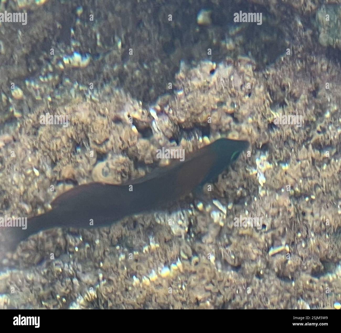 Saddle Wrasse (Thalassoma duperrey), Actinopterygii, Anianikū Cove, 'Ewa, HI, NOI Foto Stock