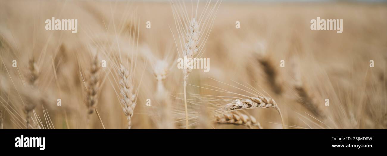 Un primo piano di gambi di grano dorato che ondeggiano nella brezza. Lo sfondo sfocato mette in risalto i dettagli intricati dei grani, evocando un senso di guerra Foto Stock