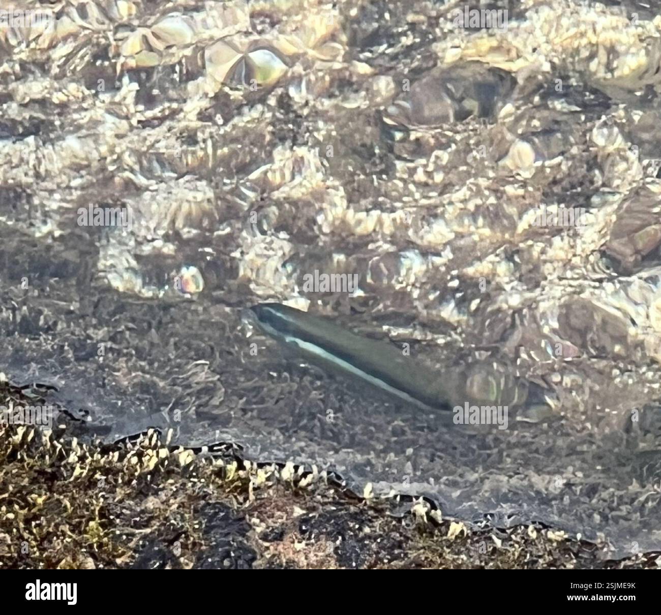 Seaddle Wrasse (Thalassoma duperrey), Actinopterygii, Anianikū Cove, Kapolei, HI, NOI Foto Stock