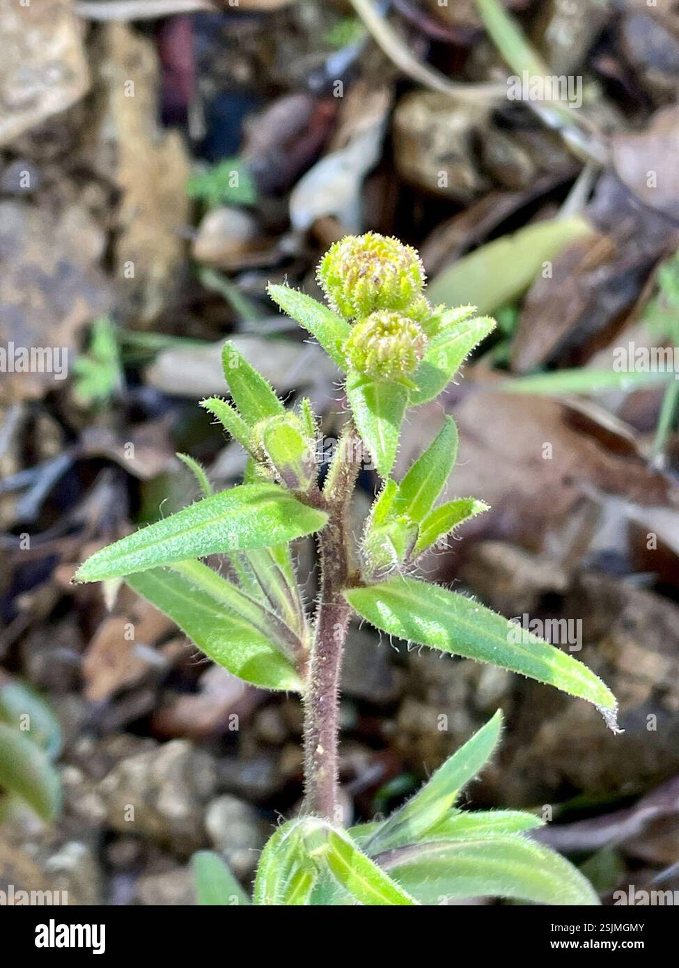 Woodland madia (Anisocarpus madioides), Plantae, Julia Pfeiffer Burns State Park, Big Sur, CALIFORNIA, USA, Tarweed Growing at elev. 2000 m nel bosco di tanak vicino alla costa. Woodland Madia (Anisocarpus madioides) alias Woodland Tarweed. Pianta autoctona, perenne, ghiandolare, poco ramificata che cresce in boschi umidi, semi-ombreggiati, di conifere o misti. Le foglie basali sono una rosetta di pelosa grossolana, leggermente dentata, lunga 5-10 cm con punte acute. Le foglie di Cauline sono opposte verso la base della pianta, ma si alternano verso la parte superiore. L'infiorescenza si trova sulla punta di ogni ramo. I boccioli sono arrotondati e. Foto Stock